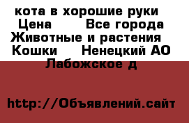 кота в хорошие руки › Цена ­ 0 - Все города Животные и растения » Кошки   . Ненецкий АО,Лабожское д.